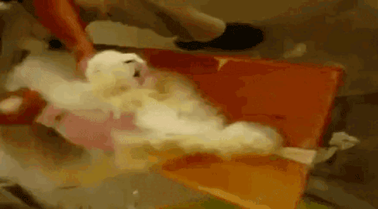 angora rabbit with hair being ripped out