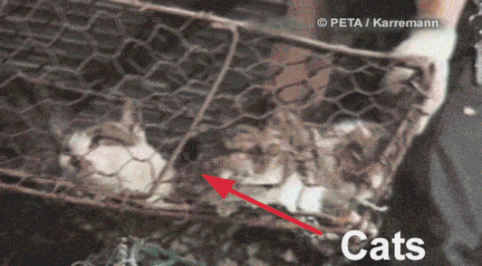 cats in cramped cages being tossed from the roof of a truck