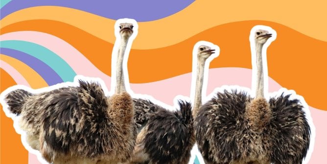A group of ostriches in front of a colorful background