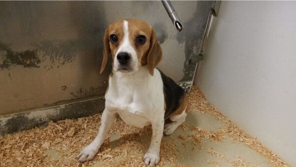 A beagle sitting in a barren enclosure