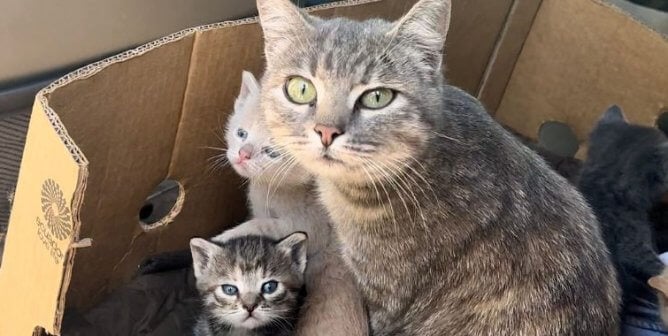 A mother cat and her kittens
