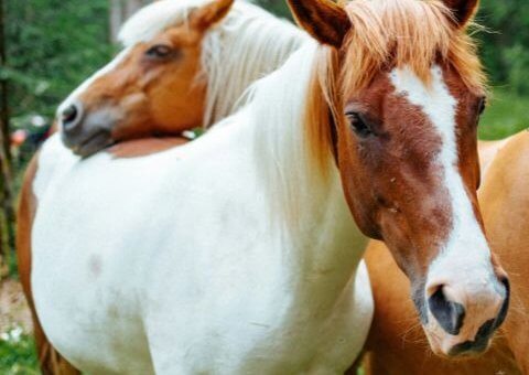 Two horses in a forest