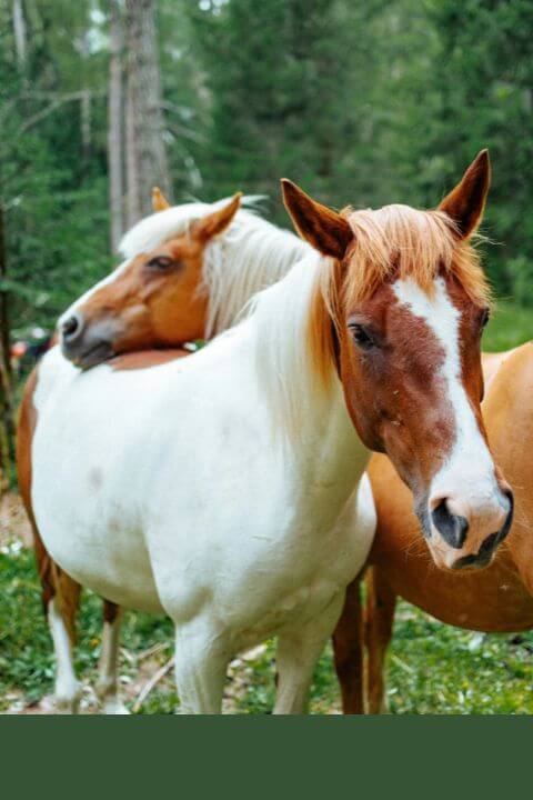 Two horses in a forest