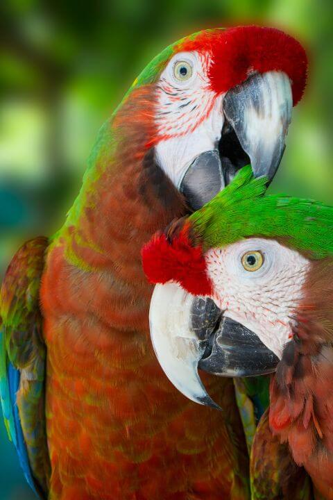 Two macows grooming each other