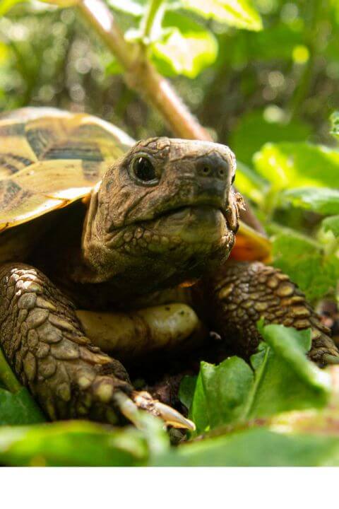 A close up of a turtle