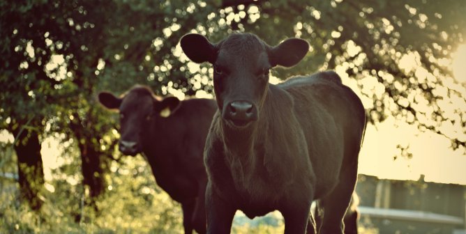 Two black cows looking at the viewer