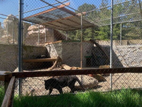 Lucifer, a jaguar held at West Coast Game Park Safari