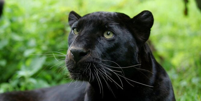 A close up of a black jaguar