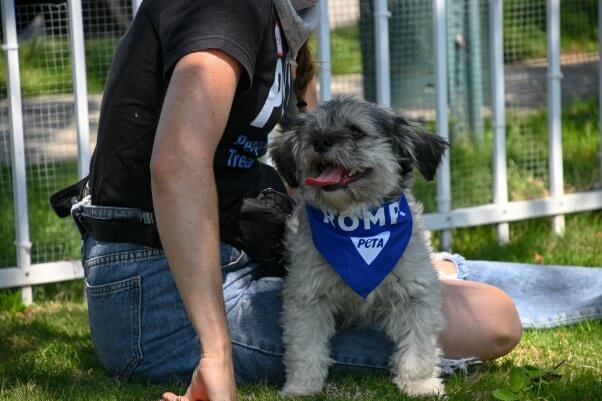 A dog in a bandana outside