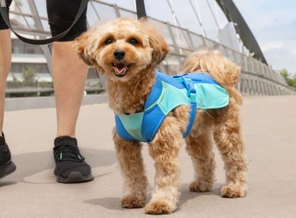 Dog wearing Canada Pooch cooling vest