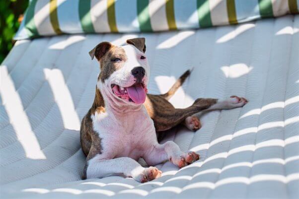 Cam, a brown and white dog, on a hammock outside