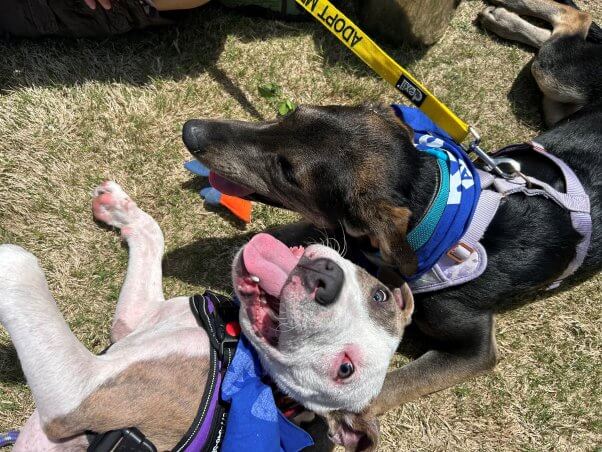 Two dogs hanging out together