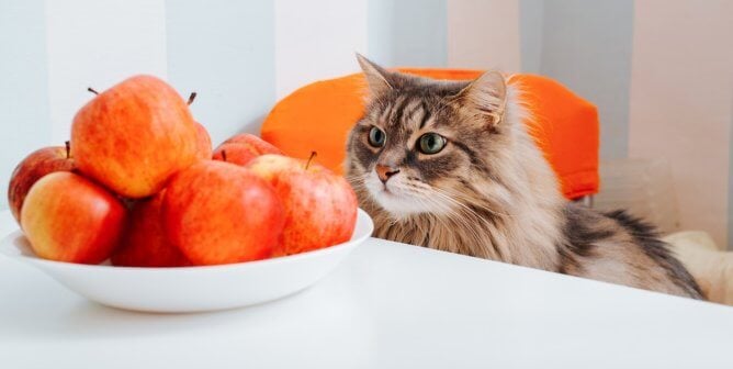 Cute cat staring at bowl of apples