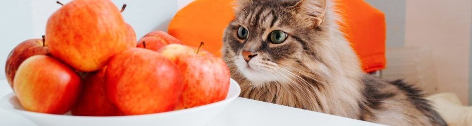 Cute cat staring at bowl of apples