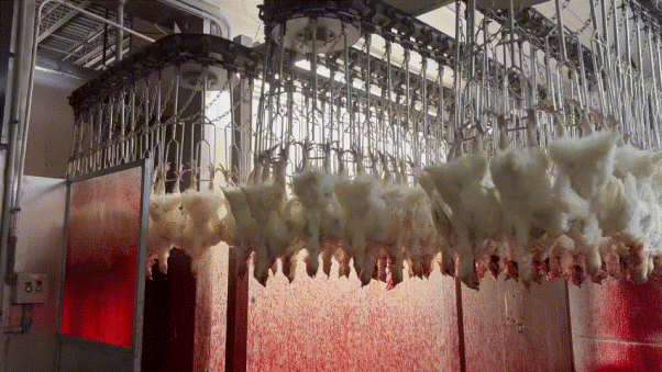 Chickens hung upside down
