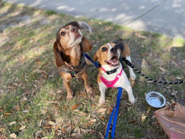 Two beagles looking up at the camera