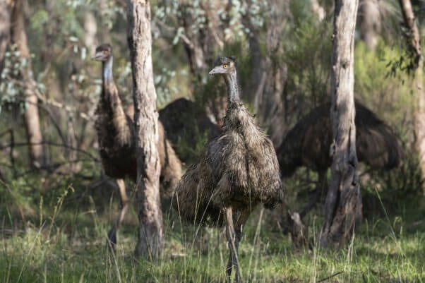 Emus in a forest