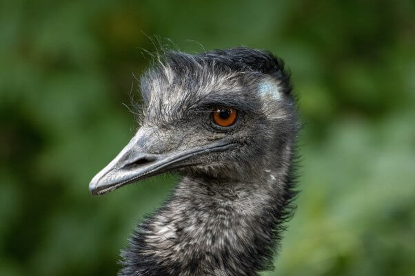 Close up of an emu
