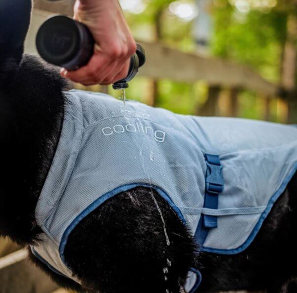 Dog wearing blue Kurgo cooling vest