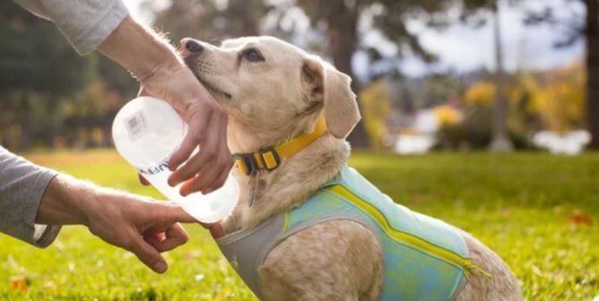 Dog wearing Ruffwear cooling vest