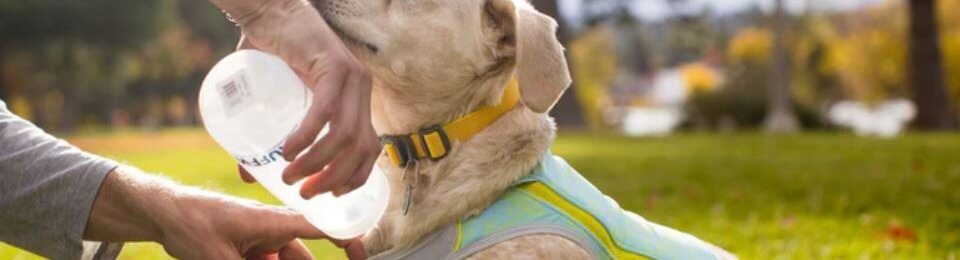 Dog wearing Ruffwear cooling vest