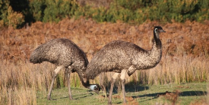 Two emus