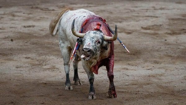 bloody bull with banderillas in his body