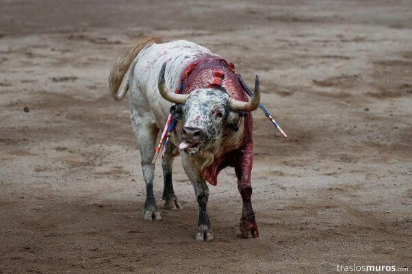 bloody bull with banderillas in his body