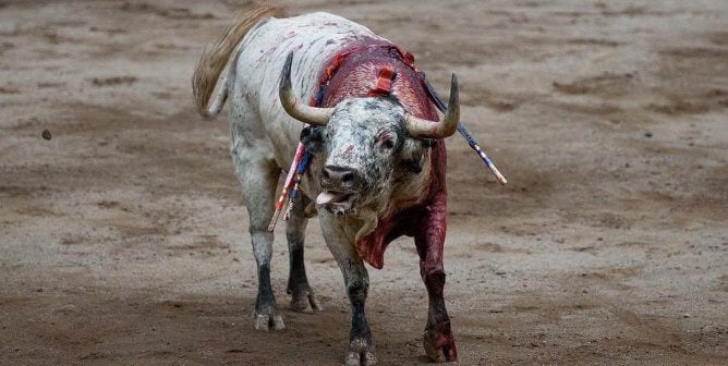 bloody bull with banderillas in his body
