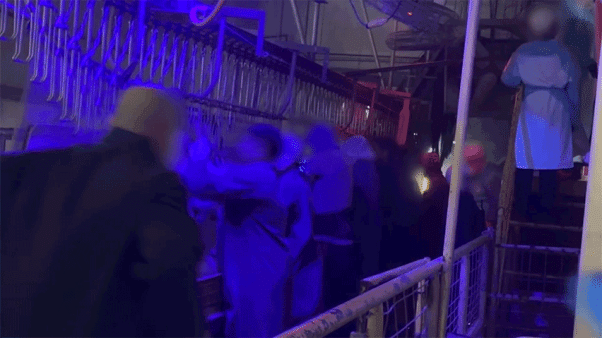 GIF of workers roughly handling chickens