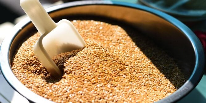 a bowl of flaxseed with a white scoop