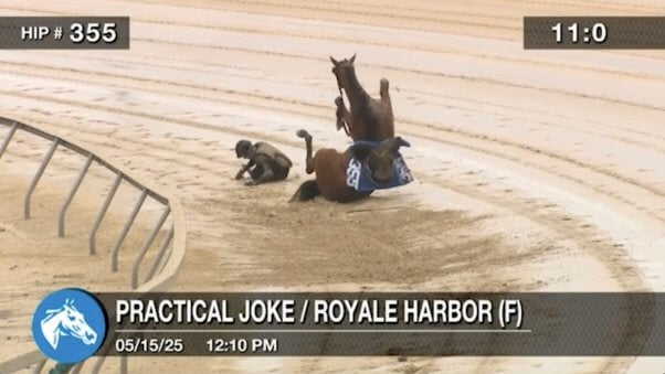 A horse and jockey on the ground