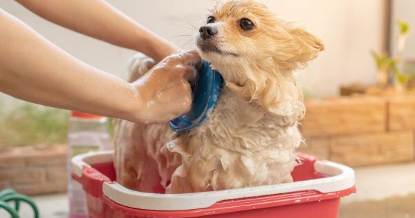 Small dog taking bath in red bucket
