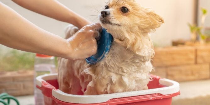 Small dog taking bath in red bucket