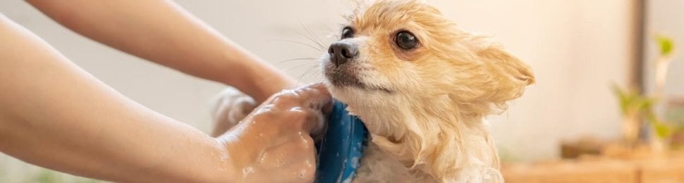Small dog taking bath in red bucket