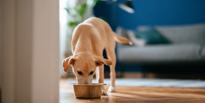 Dog eating out of metal bowl