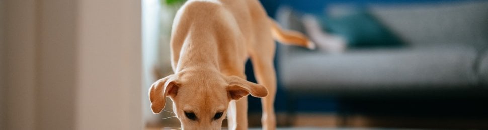 Dog eating out of metal bowl