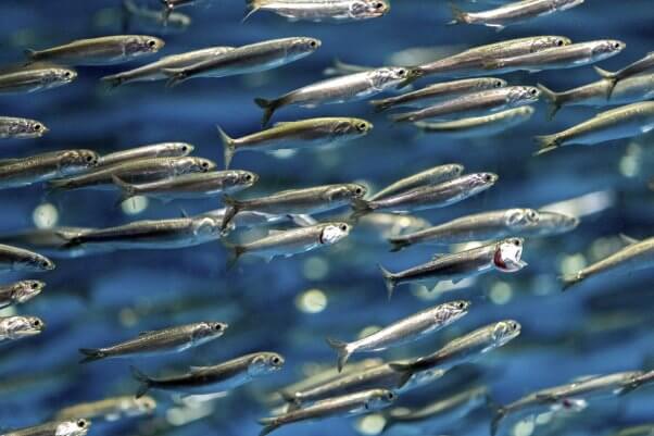 School of anchovies