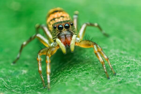 Jumping spider on leaf