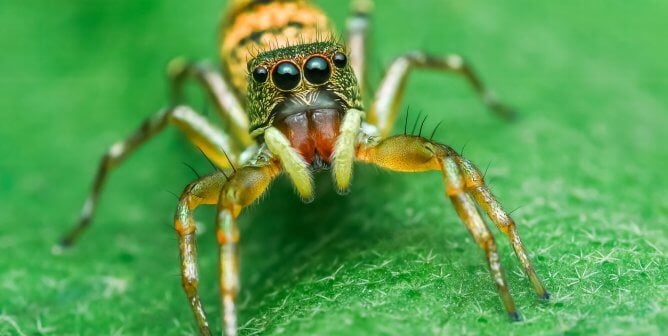 Jumping spider on leaf