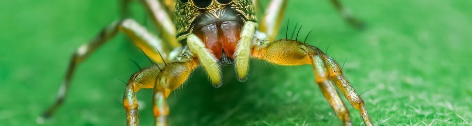 Jumping spider on leaf