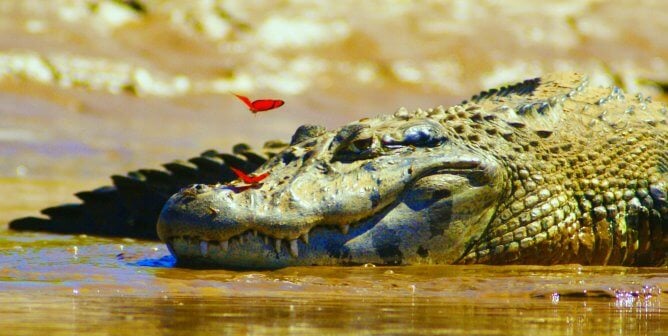 A crocodile with butterflies resting on their nose