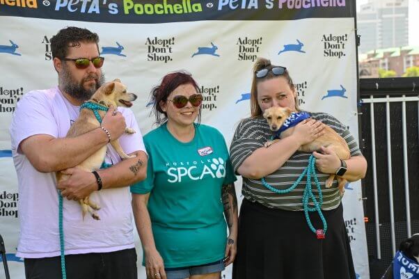 Two chihuahuas and their new family