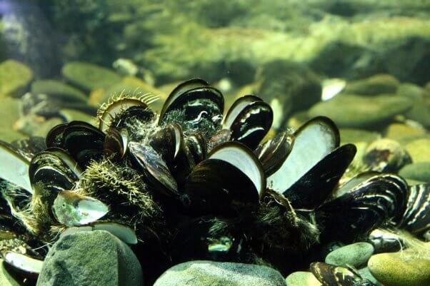 oysters in ocean