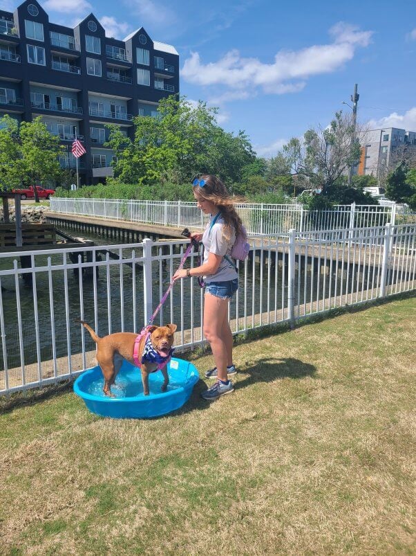 A brown dog standing in a kiddie pool