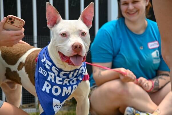 A white dog in a bandana