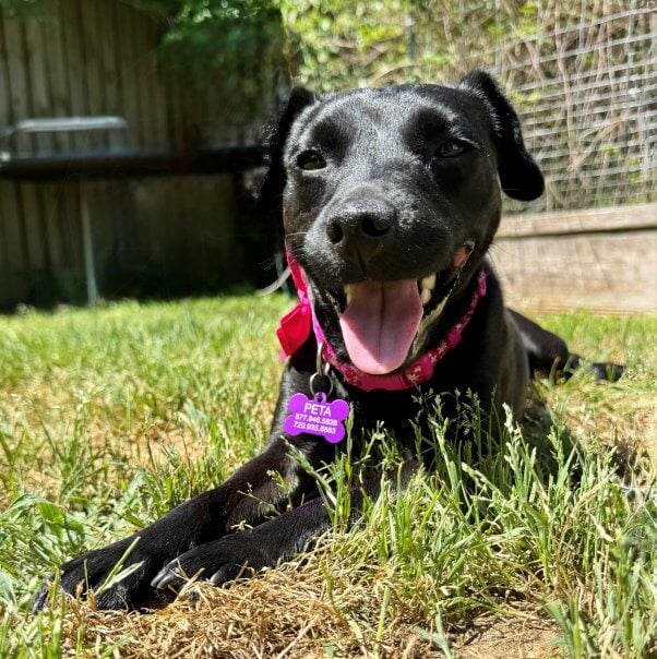 A small black dog in a yard