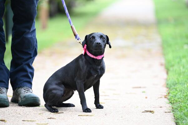 A small black dog sitting on a sidewalk