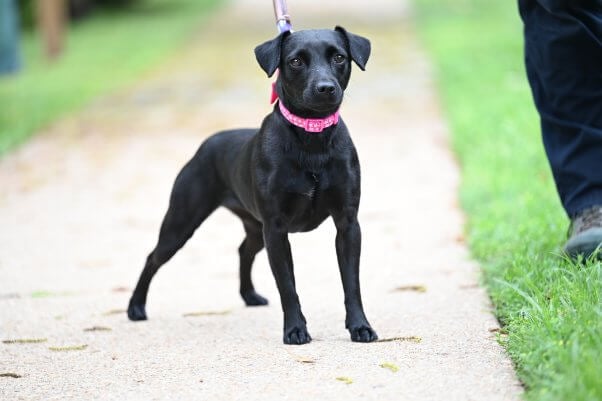 A small black dog