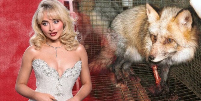 sabrina carpenter and fox on fur farm